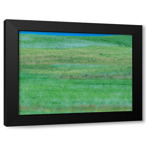 USA-Washington State-Palouse grass fields that were not being farmed Black Modern Wood Framed Art Print by Gulin, Sylvia