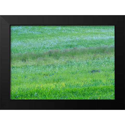 USA-Washington State-Palouse grass fields that were not being farmed Black Modern Wood Framed Art Print by Gulin, Sylvia