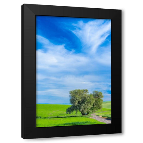 USA-Washington State-Palouse with wheat fields and lone Cottonwood tree Black Modern Wood Framed Art Print by Gulin, Sylvia