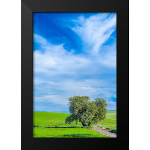 USA-Washington State-Palouse with wheat fields and lone Cottonwood tree Black Modern Wood Framed Art Print by Gulin, Sylvia