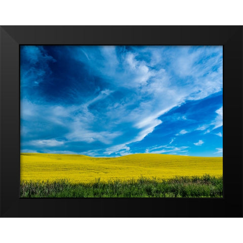 USA-Washington State-Palouse and springtime crop of Canola Black Modern Wood Framed Art Print by Gulin, Sylvia