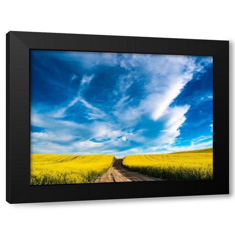USA-Washington State-Palouse canola fields in yellow with dirt road Black Modern Wood Framed Art Print with Double Matting by Gulin, Sylvia