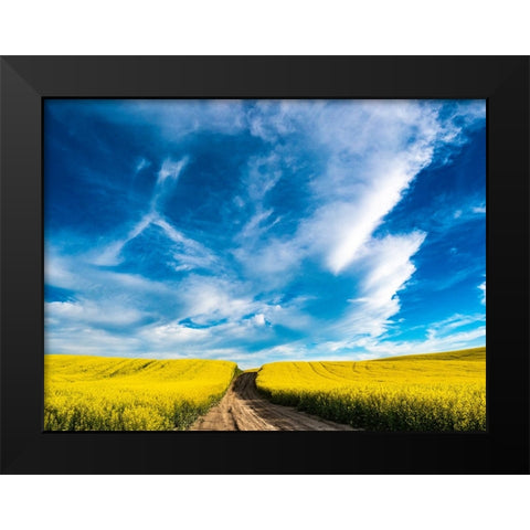 USA-Washington State-Palouse canola fields in yellow with dirt road Black Modern Wood Framed Art Print by Gulin, Sylvia