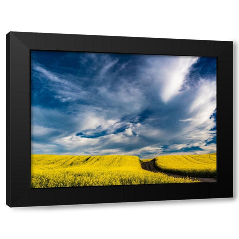 USA-Washington State-Palouse canola fields in yellow with dirt road Black Modern Wood Framed Art Print with Double Matting by Gulin, Sylvia