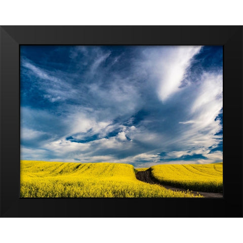 USA-Washington State-Palouse canola fields in yellow with dirt road Black Modern Wood Framed Art Print by Gulin, Sylvia