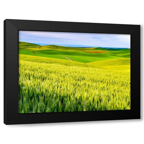 USA-Washington State-Palouse overview of wheat fields from above Black Modern Wood Framed Art Print by Gulin, Sylvia