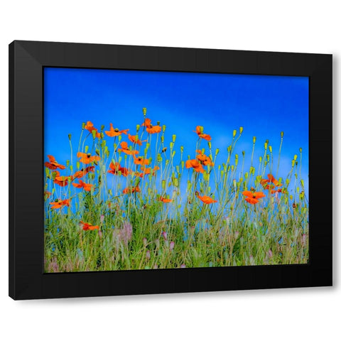 USA-Washington State-Palouse and field of red poppies Black Modern Wood Framed Art Print by Gulin, Sylvia