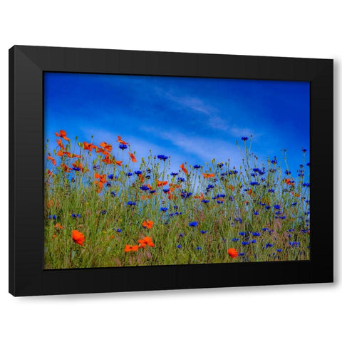 USA-Washington State-Palouse springtime with red poppies and bachelor buttons Black Modern Wood Framed Art Print by Gulin, Sylvia
