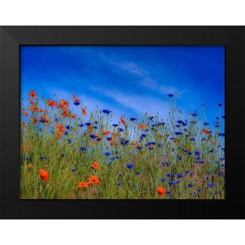USA-Washington State-Palouse springtime with red poppies and bachelor buttons Black Modern Wood Framed Art Print by Gulin, Sylvia