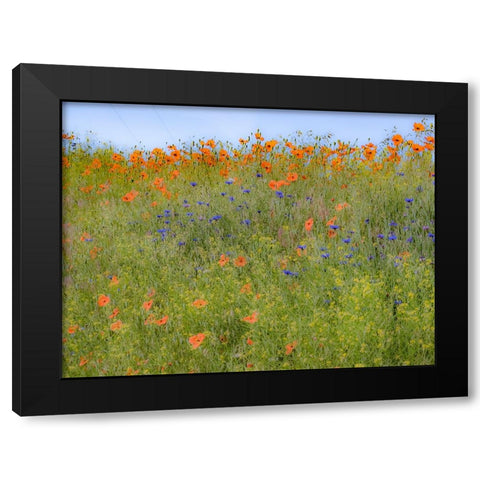 USA-Washington State-Palouse springtime with red poppies and bachelor buttons Black Modern Wood Framed Art Print by Gulin, Sylvia