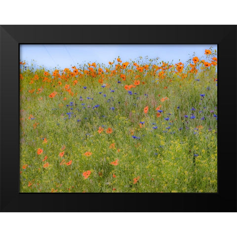 USA-Washington State-Palouse springtime with red poppies and bachelor buttons Black Modern Wood Framed Art Print by Gulin, Sylvia