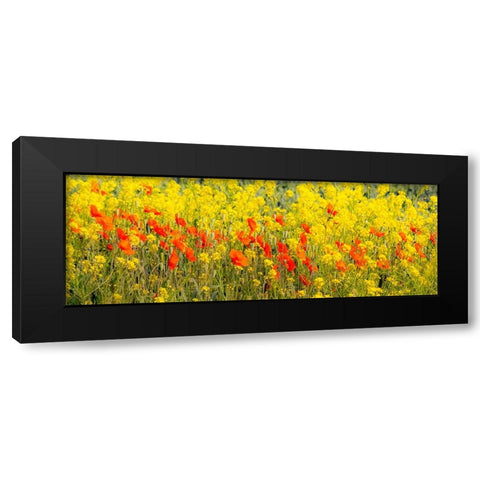 USA-Washington State-Palouse red poppies and yellow canola Black Modern Wood Framed Art Print with Double Matting by Gulin, Sylvia