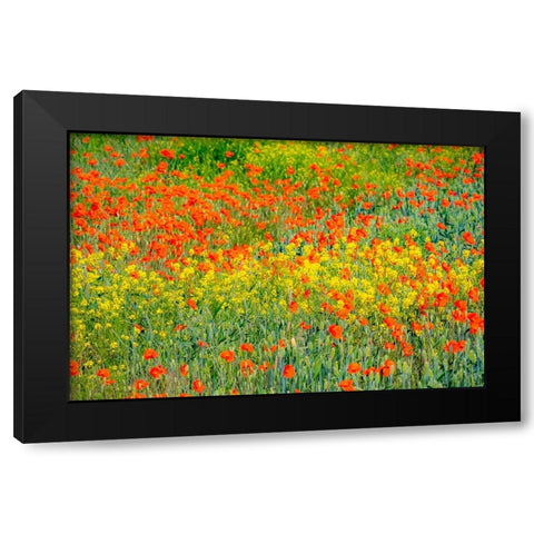 USA-Washington State-Palouse red poppies and yellow canola Black Modern Wood Framed Art Print with Double Matting by Gulin, Sylvia