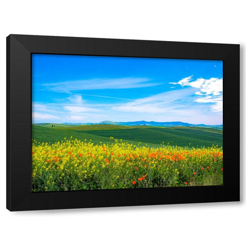 USA-Washington State-Palouse red poppies and yellow canola with landscape of wheat fields Black Modern Wood Framed Art Print with Double Matting by Gulin, Sylvia