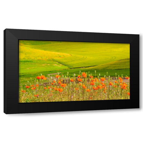 USA-Washington State-Palouse red poppies and yellow canola with landscape of wheat fields Black Modern Wood Framed Art Print by Gulin, Sylvia