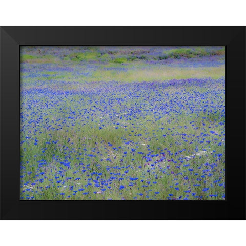 USA-Washington State-Palouse blue bachelor buttons in large field near Winona Black Modern Wood Framed Art Print by Gulin, Sylvia