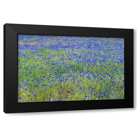 USA-Washington State-Palouse blue bachelor buttons in large field near Winona Black Modern Wood Framed Art Print with Double Matting by Gulin, Sylvia