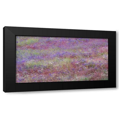 USA-Washington State-Palouse vetch growing along road near Winona Black Modern Wood Framed Art Print with Double Matting by Gulin, Sylvia