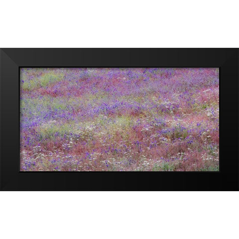 USA-Washington State-Palouse vetch growing along road near Winona Black Modern Wood Framed Art Print by Gulin, Sylvia