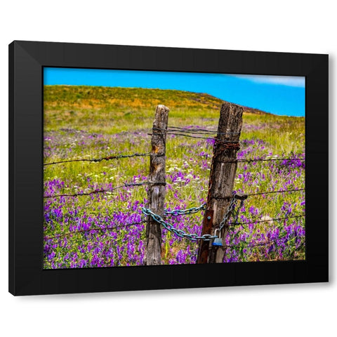 USA-Washington State-Benge and field of vetch blooming with wooden fenced gate and lock Black Modern Wood Framed Art Print by Gulin, Sylvia