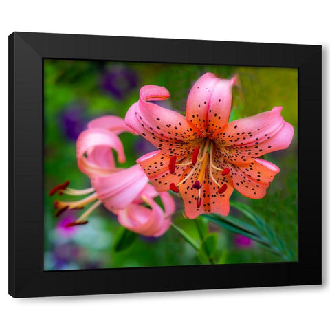 USA-Washington State-Pacific Northwest Sammamish Orange Tiger Lily close up Black Modern Wood Framed Art Print with Double Matting by Gulin, Sylvia