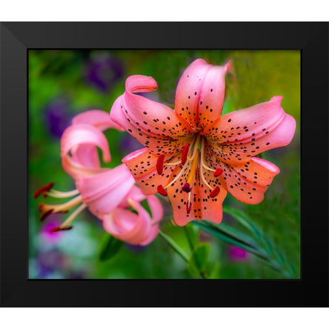 USA-Washington State-Pacific Northwest Sammamish Orange Tiger Lily close up Black Modern Wood Framed Art Print by Gulin, Sylvia