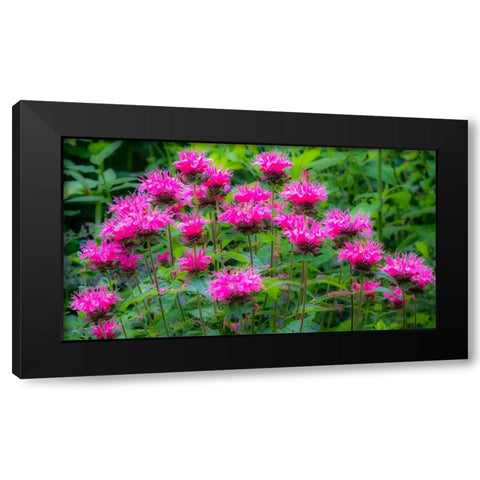 USA-Washington State-Sammamish and our garden with pink Bee Balm Black Modern Wood Framed Art Print by Gulin, Sylvia