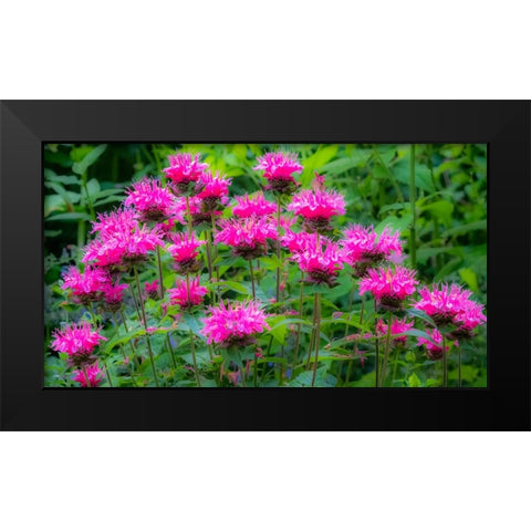 USA-Washington State-Sammamish and our garden with pink Bee Balm Black Modern Wood Framed Art Print by Gulin, Sylvia