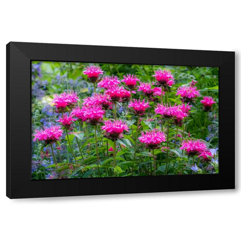 USA-Washington State-Sammamish and our garden with pink Bee Balm Black Modern Wood Framed Art Print by Gulin, Sylvia
