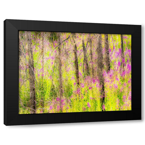 USA-Washington State-burnt forest and fire weed along Lake Cle Elum Washington Cascades Black Modern Wood Framed Art Print with Double Matting by Gulin, Sylvia