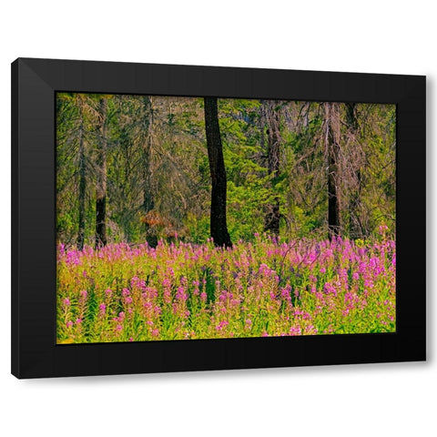 USA-Washington State-burnt forest and fire weed along Lake Cle Elum Washington Cascades Black Modern Wood Framed Art Print by Gulin, Sylvia