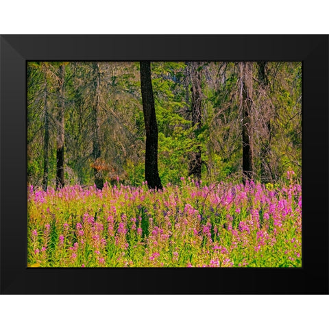 USA-Washington State-burnt forest and fire weed along Lake Cle Elum Washington Cascades Black Modern Wood Framed Art Print by Gulin, Sylvia