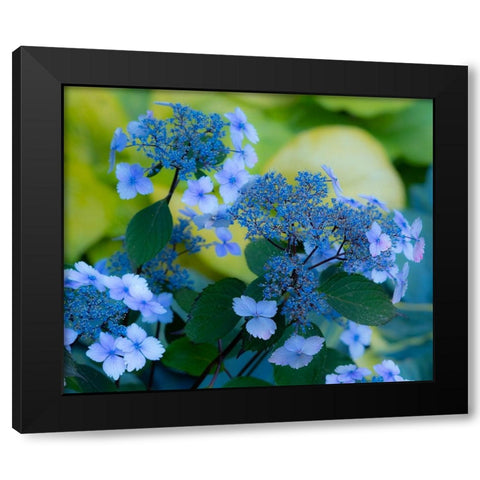 USA-Washington State-Pacific Northwest-Sammamish blue Hydrangea in our garden Black Modern Wood Framed Art Print by Gulin, Sylvia