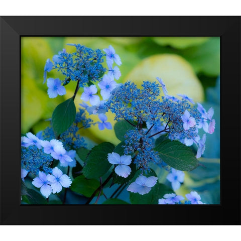 USA-Washington State-Pacific Northwest-Sammamish blue Hydrangea in our garden Black Modern Wood Framed Art Print by Gulin, Sylvia