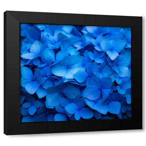USA-Washington State-Pacific Northwest-Sammamish blue Hydrangea in our garden Black Modern Wood Framed Art Print by Gulin, Sylvia