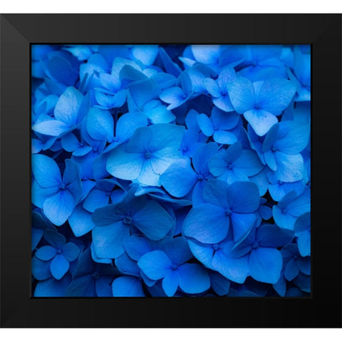 USA-Washington State-Pacific Northwest-Sammamish blue Hydrangea in our garden Black Modern Wood Framed Art Print by Gulin, Sylvia
