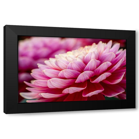 USA-Washington State-Pacific Northwest Sammamish Dahlia flowers in bloom Black Modern Wood Framed Art Print by Gulin, Sylvia