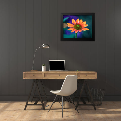 USA-Washington State-Pacific Northwest-Sammamish close-up of State Fair Zinnia Black Modern Wood Framed Art Print by Gulin, Sylvia