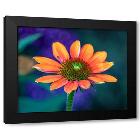 USA-Washington State-Pacific Northwest-Sammamish close-up of State Fair Zinnia Black Modern Wood Framed Art Print by Gulin, Sylvia