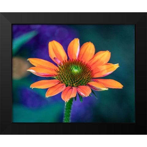 USA-Washington State-Pacific Northwest-Sammamish close-up of State Fair Zinnia Black Modern Wood Framed Art Print by Gulin, Sylvia