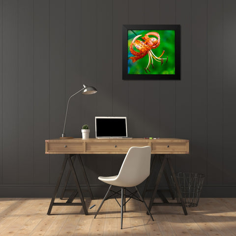 USA-Washington State-Pacific Northwest Sammamish Orange Tiger Lily close up Black Modern Wood Framed Art Print by Gulin, Sylvia