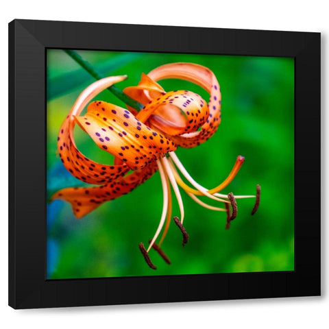 USA-Washington State-Pacific Northwest Sammamish Orange Tiger Lily close up Black Modern Wood Framed Art Print by Gulin, Sylvia