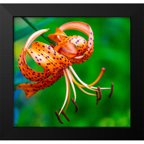 USA-Washington State-Pacific Northwest Sammamish Orange Tiger Lily close up Black Modern Wood Framed Art Print by Gulin, Sylvia