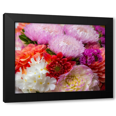 USA-Washington State-Pacific Northwest Sammamish Dahlia flowers in bloom Black Modern Wood Framed Art Print with Double Matting by Gulin, Sylvia
