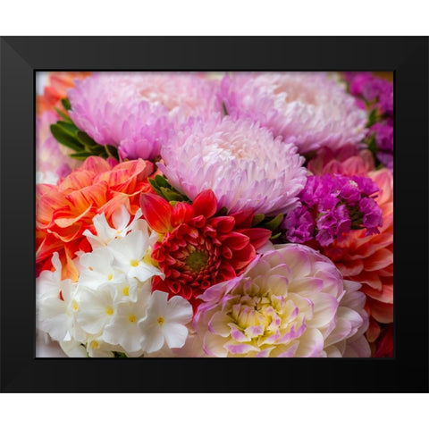 USA-Washington State-Pacific Northwest Sammamish Dahlia flowers in bloom Black Modern Wood Framed Art Print by Gulin, Sylvia