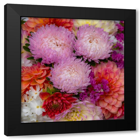 USA-Washington State-Pacific Northwest Sammamish Dahlia flowers in bloom Black Modern Wood Framed Art Print by Gulin, Sylvia