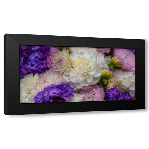 USA-Washington State-Pacific Northwest Sammamish Dahlia flowers in bloom Black Modern Wood Framed Art Print with Double Matting by Gulin, Sylvia