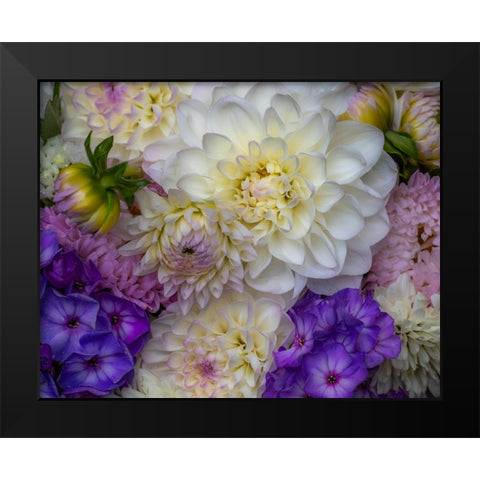 USA-Washington State-Pacific Northwest Sammamish Dahlia flowers in bloom Black Modern Wood Framed Art Print by Gulin, Sylvia