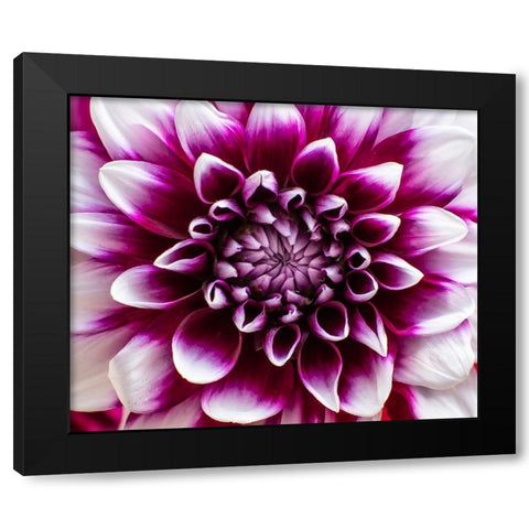 USA-Washington State-Pacific Northwest Sammamish Dahlia flowers in bloom Black Modern Wood Framed Art Print by Gulin, Sylvia