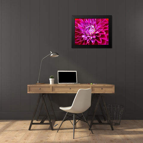 USA-Washington State-Pacific Northwest Sammamish Dahlia flowers in bloom Black Modern Wood Framed Art Print by Gulin, Sylvia